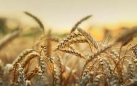 Artechno agriculture blé
